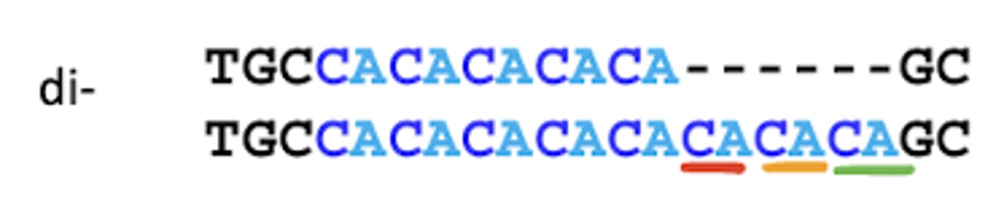 <p>Microsatellite with 2 base pairs per repeat sequence</p>