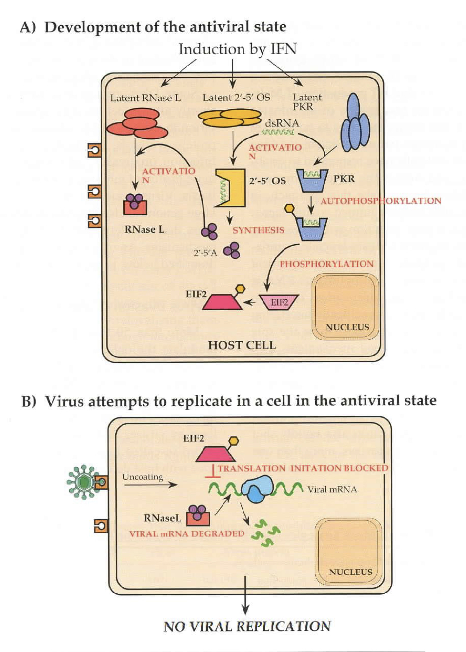 <p>TLR3 and TLR7 stimulation leads to production of pro-inflammatory cytokines such as IFN-<em>alpha</em> which leads to influx of neutrophils and molecular antiviral responses,</p><p>Protein Kinase R (PKR) and 2’-5’ oligoadenylate synthase (2’-5’OS) activated by dsRNA Products of 2’-5’OS activate RNaseL</p><p>PKR phosphorylates eIF2 inhibiting translation</p><p>RNaseL digests viral RNA.</p>