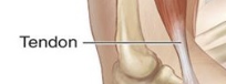 <p>attach muscles to bone</p>