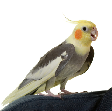 <p>Cockatiel</p>