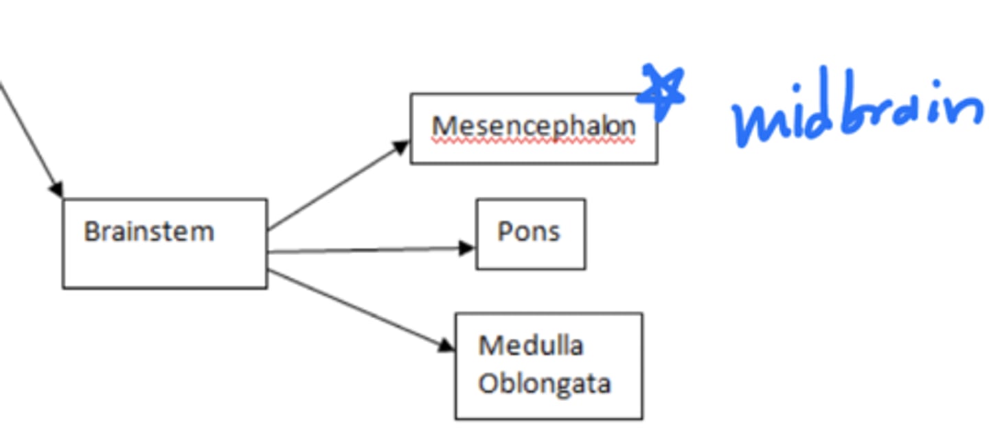 <p>1. mesencephalon (midbrain)</p><p>2. pons</p><p>3. medulla oblongata</p>