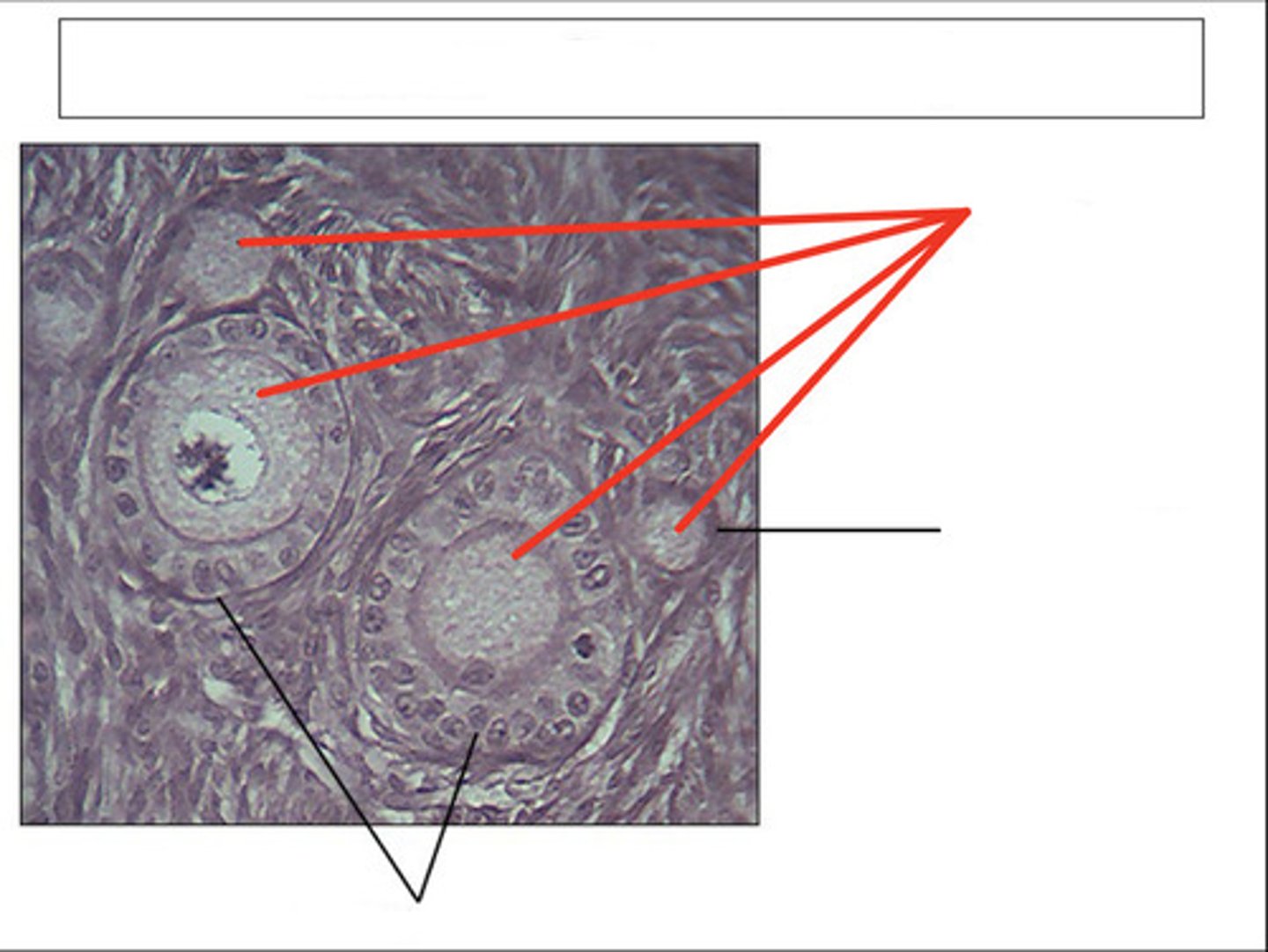 <p>identify this structure and organ</p>