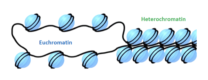 <ul><li><p class="Paragraph SCXO7664486 BCX4" style="text-align: left;"><span style="background-color: inherit; line-height: 19.55px; color: windowtext;"><span>Most of the genome is in the form of 'euchromatin'</span></span><span style="line-height: 19.55px; color: windowtext;"><span>&nbsp;</span></span></p></li><li><p class="Paragraph SCXO7664486 BCX4" style="text-align: left;"><span style="background-color: inherit; line-height: 19.55px; color: windowtext;"><span>The degree of compaction varies and can be very dynamic</span></span><span style="line-height: 19.55px; color: windowtext;"><span>&nbsp;</span></span></p><ul><li><p class="Paragraph SCXO7664486 BCX4" style="text-align: left;"><span style="background-color: inherit; line-height: 19.55px; color: windowtext;"><span>Can regulate association with H1, which in turn regulates rate of gene transcription</span></span><span style="line-height: 19.55px; color: windowtext;"><span>&nbsp;</span></span></p></li></ul></li><li><p class="Paragraph SCXO7664486 BCX4" style="text-align: left;"><span style="background-color: inherit; line-height: 19.55px; color: windowtext;"><span>Contains all of the genes</span></span><span style="line-height: 19.55px; color: windowtext;"><span>&nbsp;</span></span></p></li><li><p class="Paragraph SCXO7664486 BCX4" style="text-align: left;"><span style="background-color: inherit; line-height: 19.55px; color: windowtext;"><span>Forms 90% of chromosomes</span></span><span style="line-height: 19.55px; color: windowtext;"><span>&nbsp;</span></span></p></li></ul><p></p>