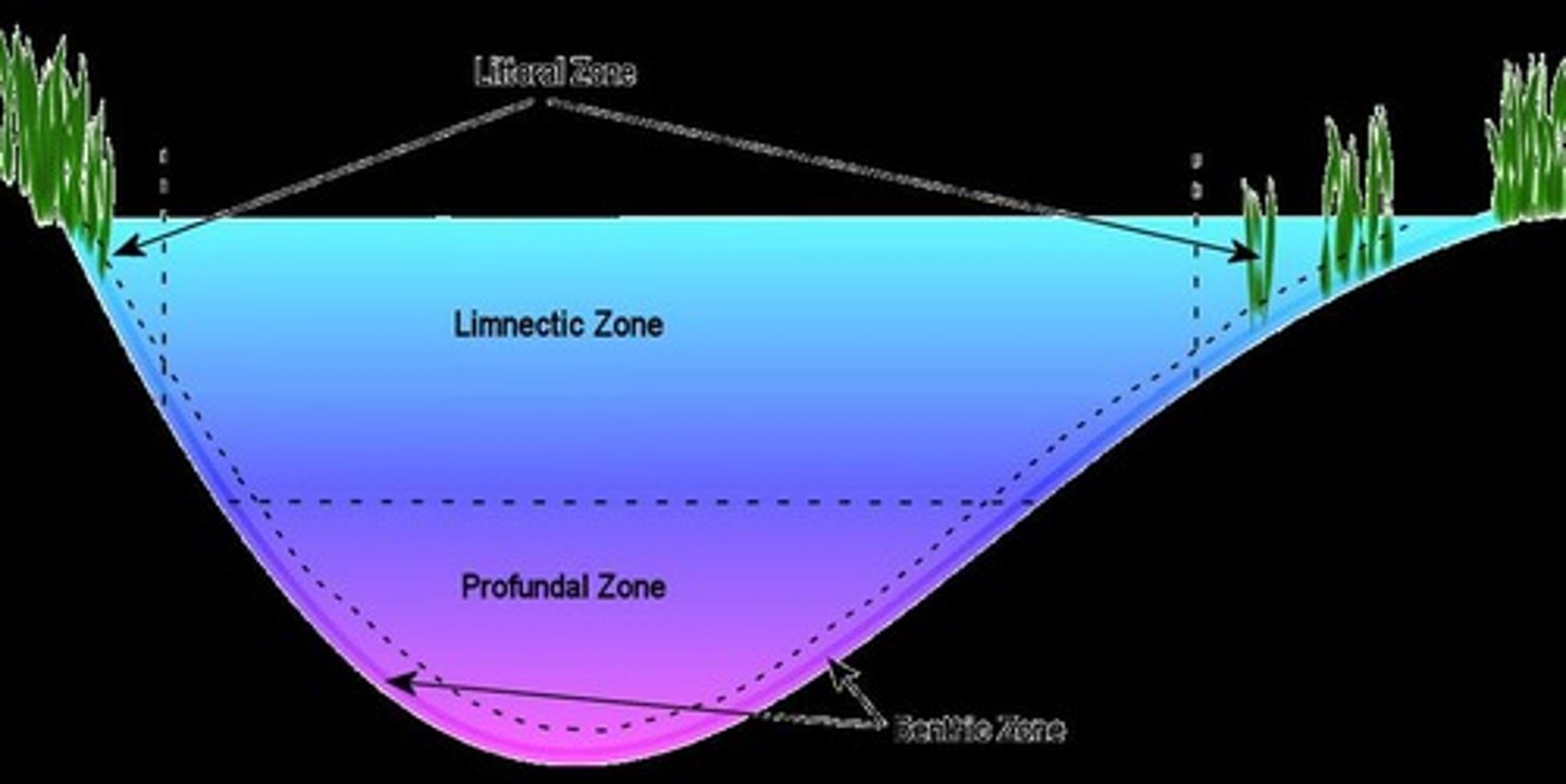 <p>Study of economic systems on a worldwide scale.</p>