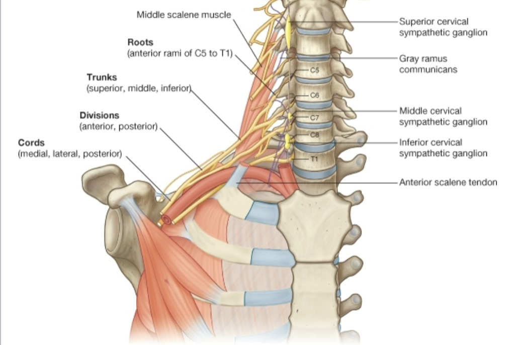 Brachial Plexus Sections Labeled