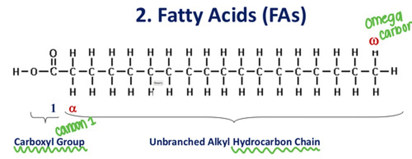 <p>At the very end of the carbon chain, furthest from the carboxyl group</p>