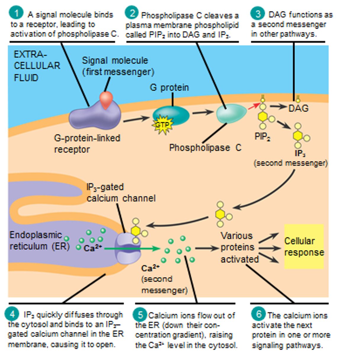 <p>diacylglycerol</p><p>stays in membrane (hydrophobic); activates protein kinase C</p>