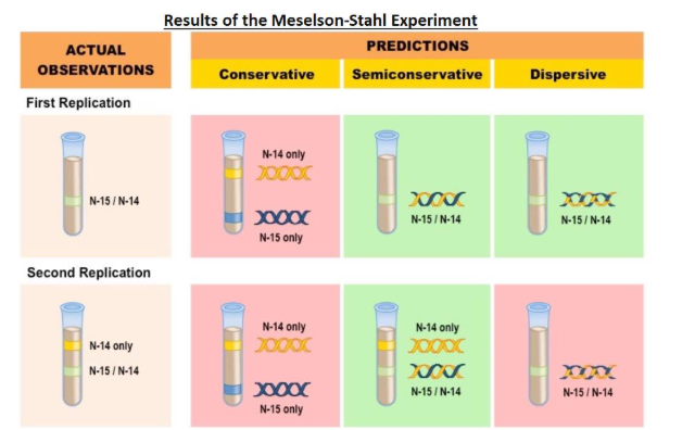 <ul><li><p>Nitrogen is a key component of DNA and can exist as a heavier 15N or a lighter 14N</p></li><li><p>DNA molecules were prepared using the heavier 15N and then induced to replicate in the presence of the lighter 14N</p></li><li><p>DNA samples were then separated via centrifugation to determine the composition of DNA in the replicated molecules</p></li><li><p>The results after two divisions supported the semi-conservative model of DNA replication</p></li><li><p>After one division, DNA molecules were found to contain a mix of 15N and 14N, disproving the conservative model</p></li><li><p>After two divisions, some molecules of DNA were found to consist solely of 14N, disproving the dispersive model</p></li></ul><p></p>
