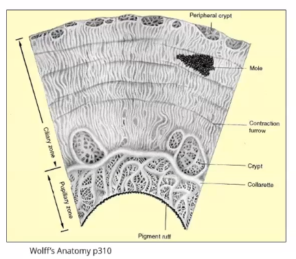<p>what is the iris </p>