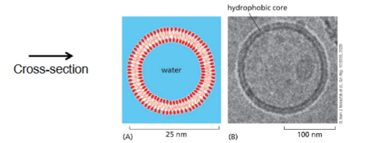 <p>Sealed compartments of bilayers & Liposomes</p>