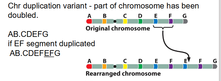 <p>Duplications</p>