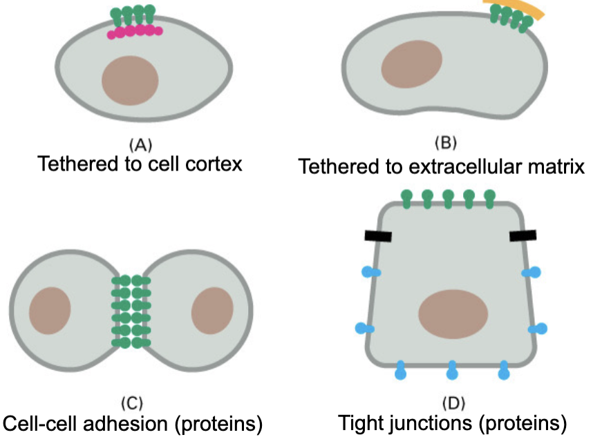<p>membrane domains</p>