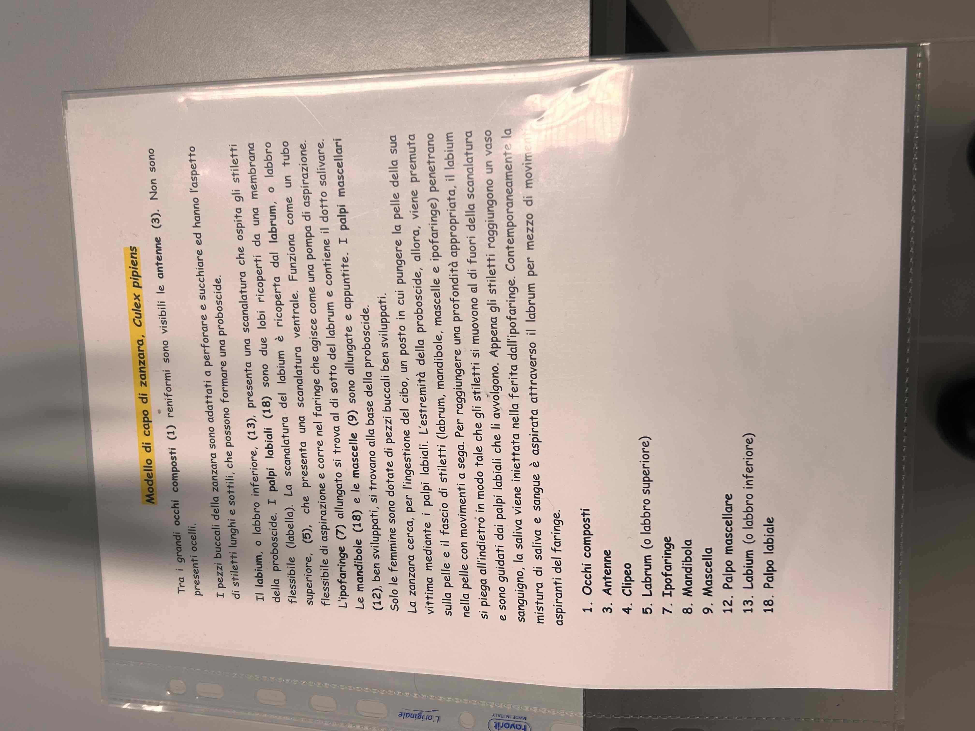 <p>(Modello zanzara)</p>