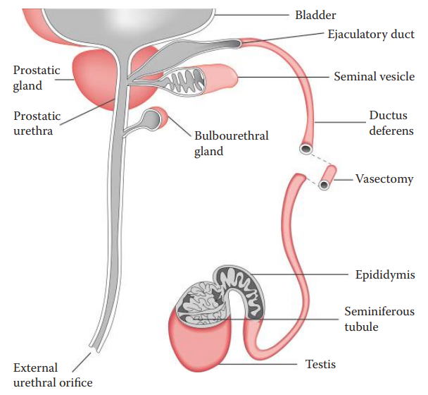 Male reproductive system and accessory glands (unilateral view). 