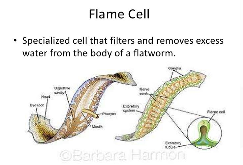 <p>Flame cell</p>