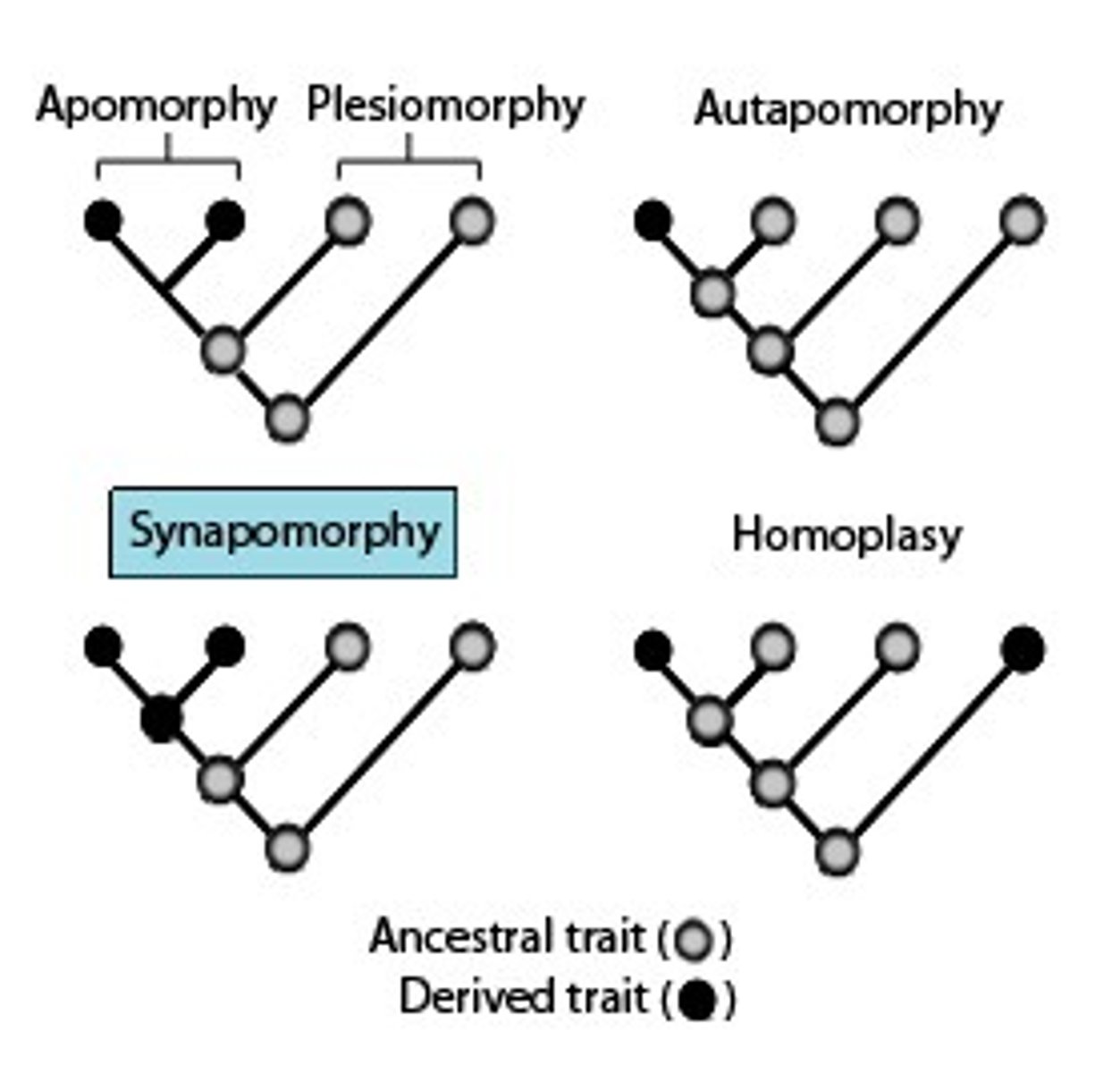 <p>a unique shared, derived character state</p>