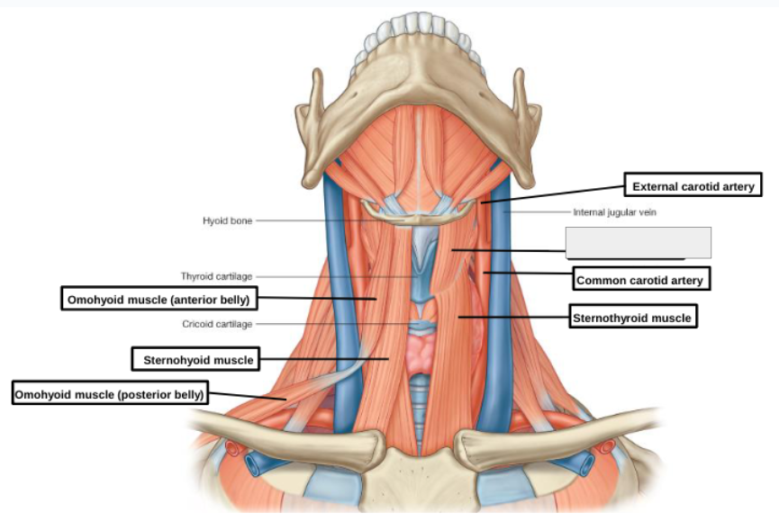 <p>what structure is that?</p>
