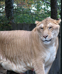 - hybrid is unlikely to survive AND reproduce
- ex. ligers or grolar bears
- the hybrids likely have traits from both parents that aren't great for the middle ground environment they inhabit between the species
- the hybrids do not have the best of the parent's traits
