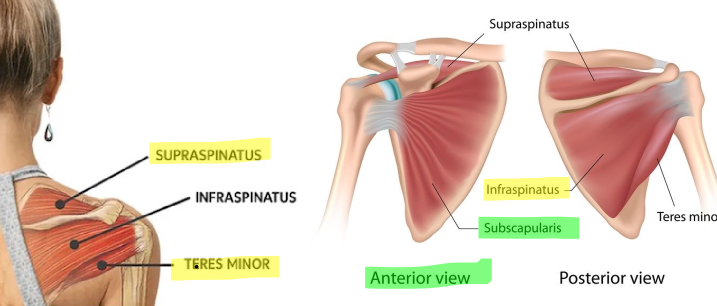 <p>S- supraspinatus I - infraspinatus T - teres minor S - subscapularis</p>