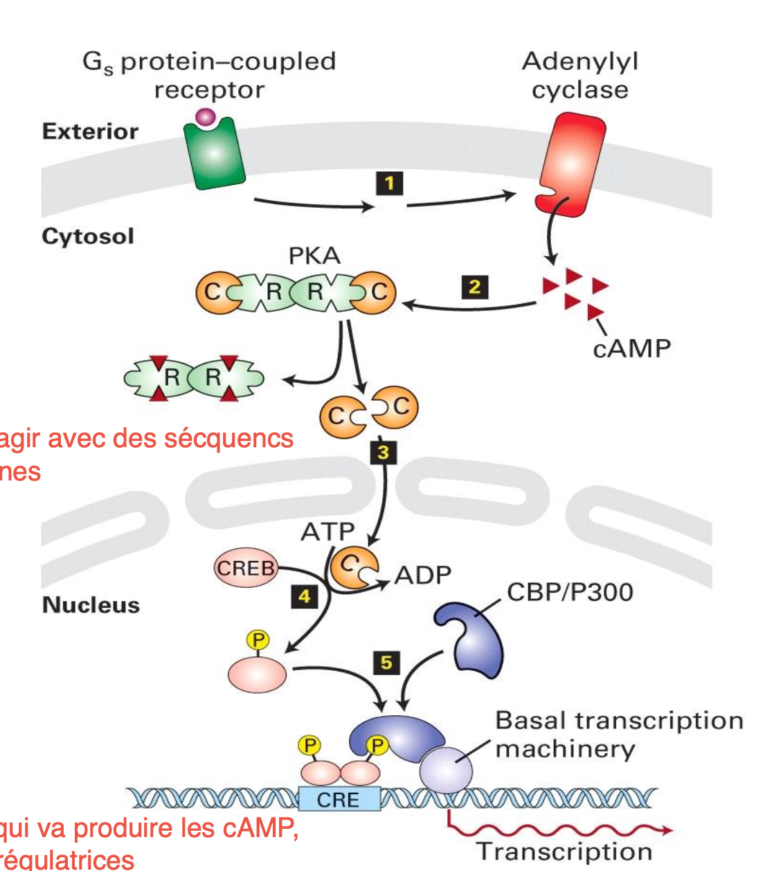 <ol><li><p>Liaison entre le ligand et le récepteut</p></li><li><p>Liaison de la sous-unité alpha avec l’effecteur e.g. l’adénylyl cyclase qui sécrète de l’AMPc.</p></li><li><p>L’AMPc change la conformation des sous-unités régulatrices et libères les sous-unités catalytiques de PKA</p></li><li><p>Les sous-unités catalytiques passent dans le noyau et phosphorylent un facteur de transcription CREB</p></li><li><p>Initiation de la transcription</p></li></ol><p></p>