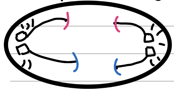 <p>AHHHH!</p><ul><li><p>Spindle fibres pull apart and pull away</p></li><li><p>Cell begins to stretch apart</p></li></ul>