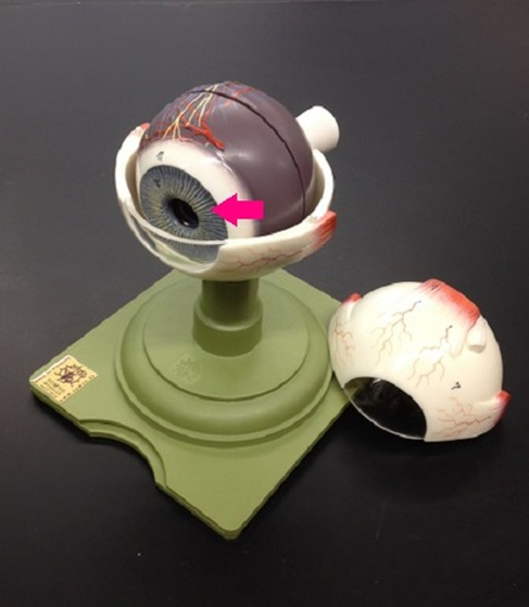 <p>Identify the blue area.</p>