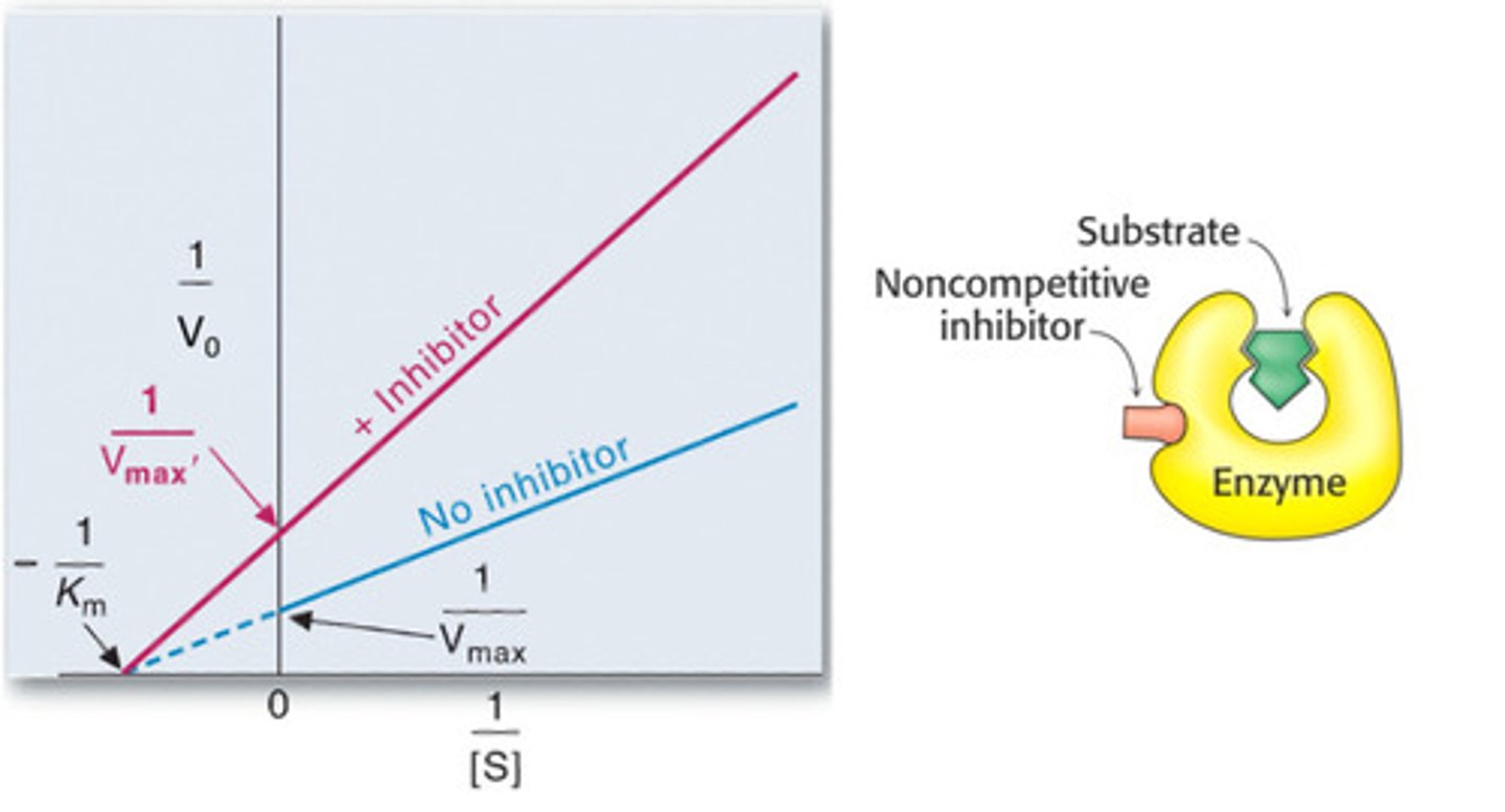 <p>Km unaffected, Vmax reduced</p>