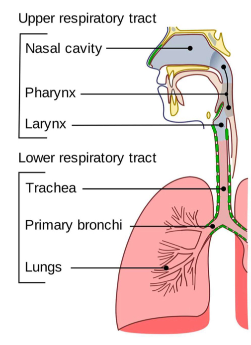 <p>Upper respiratory tract</p><ul><li><p>Cold, cough, flu, tonsillitis, sinusitis and hay fever</p></li></ul><p>Lower respiratory tract</p><ul><li><p>Bronchitis, pneumonia and influenza </p></li></ul><p></p>