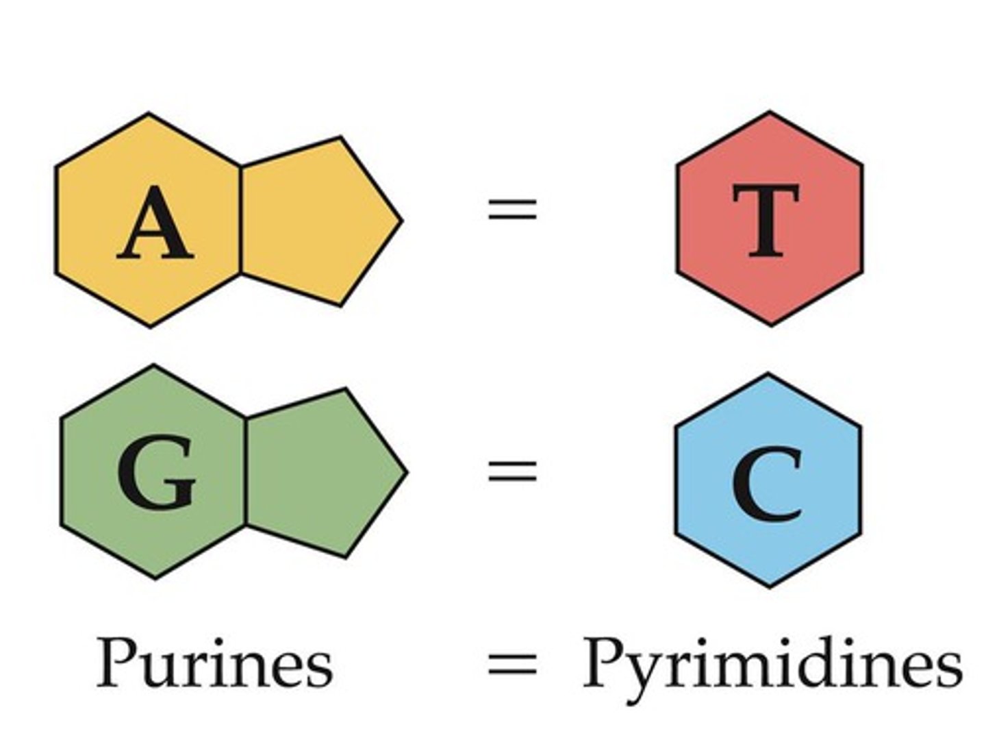 <p>Chargaff's research revealed the percentage of each base (A, T, C, G) found in different species DNA. He determined that there are equal numbers of A and T bases and G and C bases in a DNA sample, resulting in a 1:1 ratio of purines to pyrimidines in DNA. </p><p>Chargaff did not use inductive reasoning to then infer the pattern that A binds to T and C binds to G. The complementary base pairing rule was inferred by Watson and Crick.</p>
