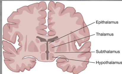 <ul><li><p>thalamus: sensorimotor relay station </p></li><li><p>epithalamus: autonomic motor functions </p></li><li><p>sub thalamus: motor functions </p></li><li><p>hypothalamus: autonomin functions </p></li></ul><p></p>