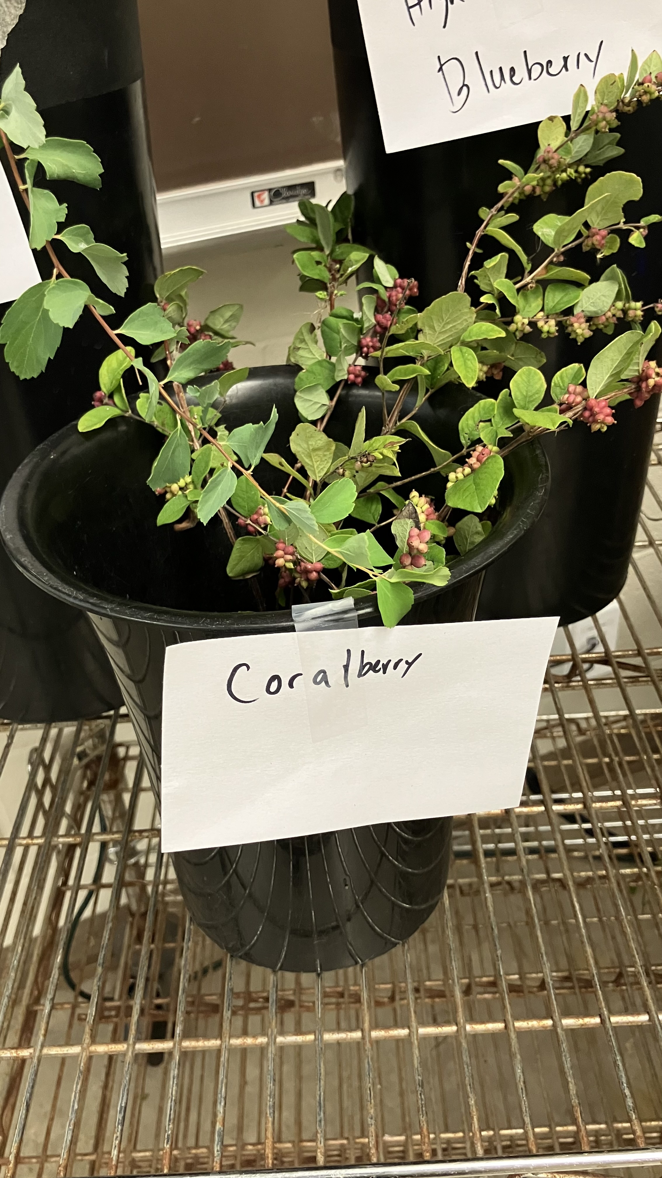 <p>Coralberry</p>