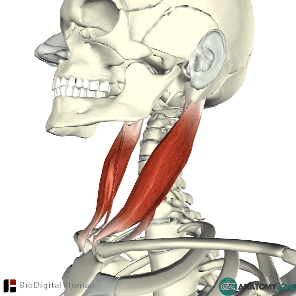 <p><u>Origin: </u><br>-Sternal head: manubrium of sternum<br>-Clavicular head: <span>medial third of the clavicle</span><br><u>Insertions:</u> <br>-<span>mastoid process of the temporal bone</span><br><span>-superior nuchal line of the occipital bone</span><br><u>Innervation:</u> Accessory nerve 11<br><u>Action:</u> -lateral flexion/ rotation of neck and spine when acting unilaterally<br>-extension of neck when acting bilaterally</p>