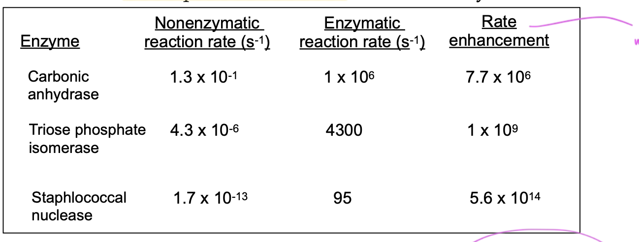 <p>shows how much an enzyme increases the rxn rate</p>