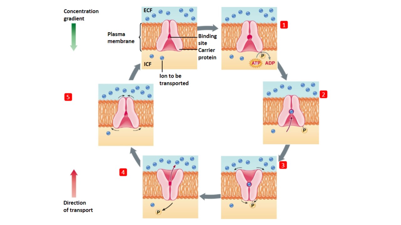 <ol><li><p>ATP phosphorylation increases affinity for binding site (changes shape so smth can bond)</p></li><li><p>ion binds on low concentration side</p></li><li><p>binding causes change in shape, protein opens up to the other side</p></li><li><p>shape change reduces affinity for ion so ion gets released</p></li><li><p>phosphate unbinds, protein goes back to original shape to repeat</p></li></ol>