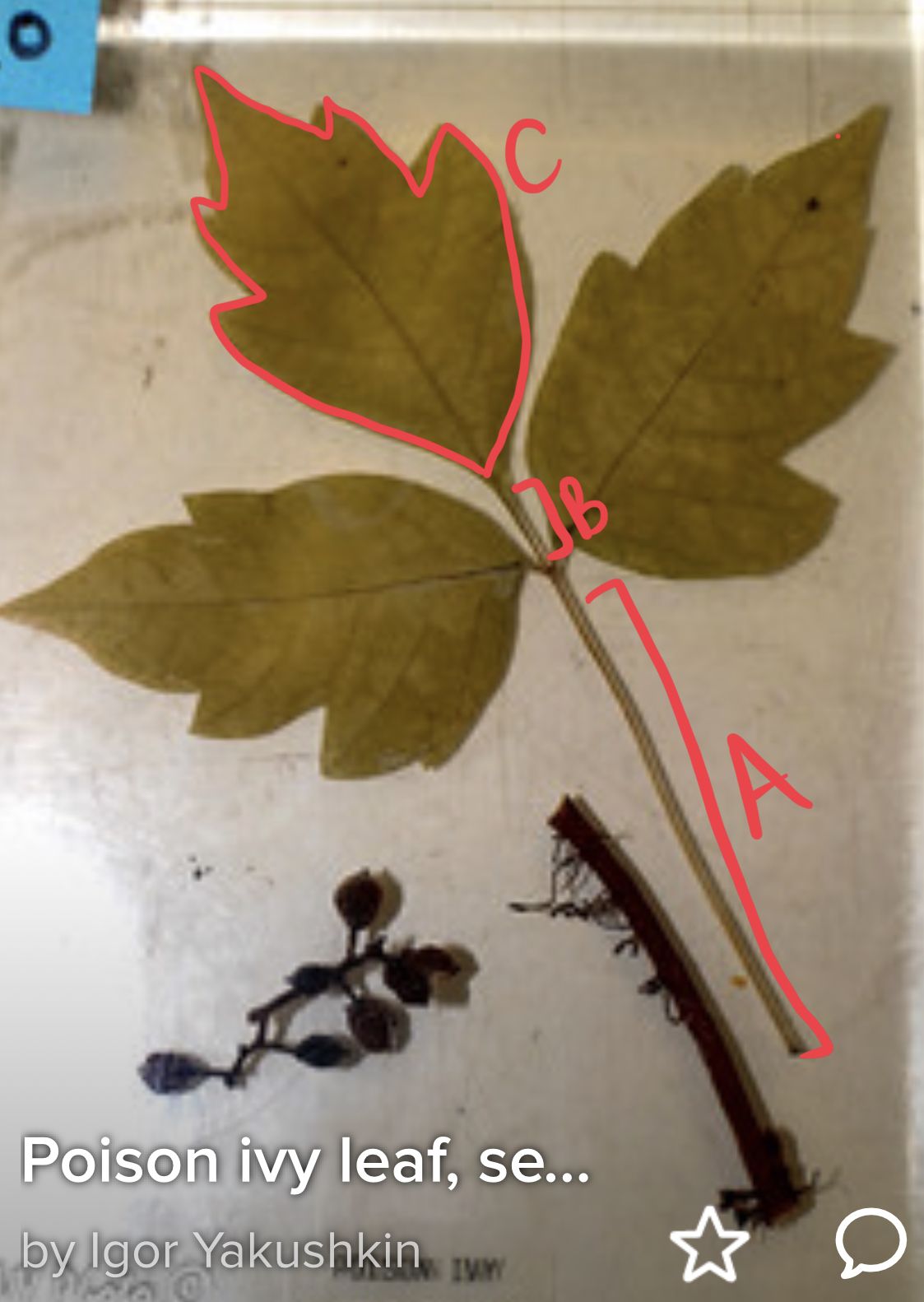 <ul><li><p>what leaf shape?</p></li><li><p>label</p></li></ul>