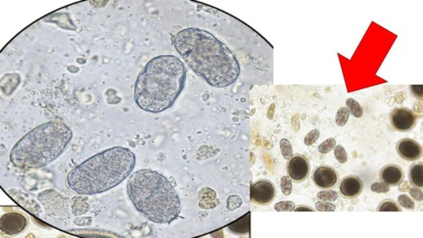 <p>Identify these thin shelled, ovoid, containing morula with 2-8 cells </p><p>-Found in dogs & cats</p>