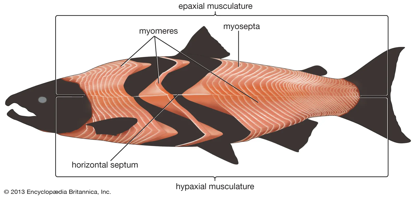 <p>Series of muscle blocks in fish.</p>