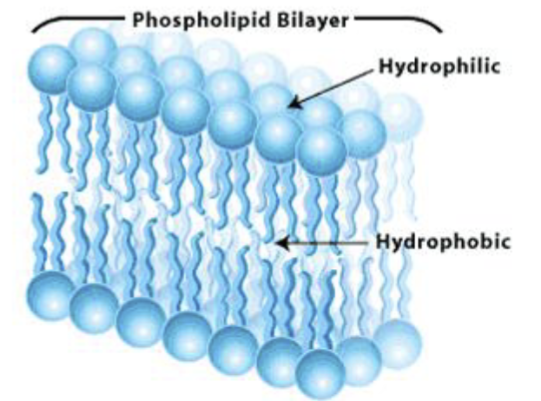 <p>Phospholipid bilayer</p>