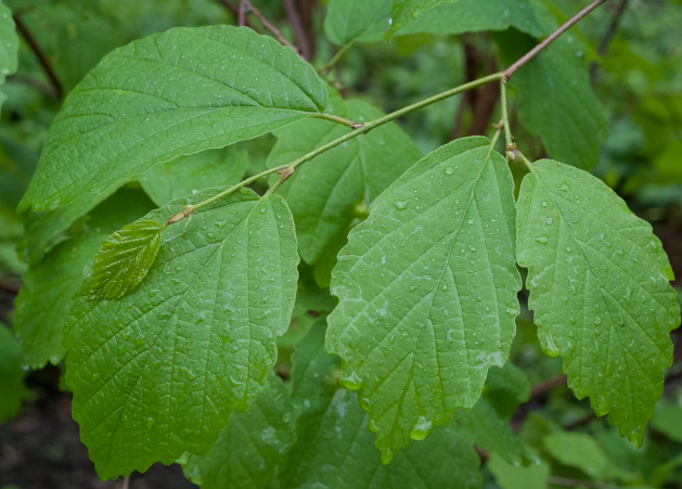 <p><em>Hamamelis virginiana</em></p>
