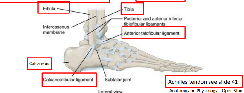 <p>talus to fibia ( NOT THT HEEL) on the front!</p>