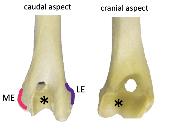 <p><strong>1) Medial epicondyle</strong> - palpable </p><p><strong>2) Lateral epicondyle</strong> - Palpabe </p><p></p><p><strong>3)</strong> <strong>Trochlea </strong>- a central depression between the two epicondyles </p><ul><li><p>This is where the radius and ulna fit in to make the<u> elbow joint</u></p></li><li><p>Runs from the cranial aspect to the caudal aspect of the condyle (see image)</p></li></ul><p></p><p><strong>4) Ulnar fossa</strong> - just above trochlea on the CAUDAL aspect of the humerus… fits the ulna when leg fully extended </p><p><strong>5) Radial fossa </strong>- above trochlea on the CRANIAL aspect of the humerus… fits the radius when leg flexed</p><p></p><p><strong>6) Supratrochlear foramen </strong></p><ul><li><p>A hole JUST above the trochlea, connecting the radial and ulnar fossas… nothing passes through here</p></li><li><p>Provides a place for the hooked portion of the elbow to go when the elbow is fully extended</p></li><li><p>**** CATS DON’T HAVE THIS </p><ul><li><p>Instead, have a <strong>supracondyle foramen </strong>just above the condyle, on the medial aspect (looks like the eye of a needle)</p></li><li><p>Brachial artery and median nerve pass through here </p></li></ul></li></ul><p></p>