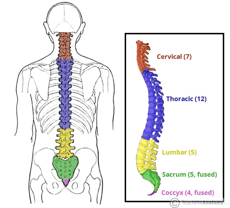 <ul><li><p>7 cervical vertebrae (neck)</p></li><li><p>12 thoracic vertebrae (chest)</p></li><li><p>5 lumber vertebrae (lower back)</p></li><li><p>1 sacrum = 5 fused vertebrae (midline region of buttocks) </p></li><li><p>1 coccyx = 3 or 4 fused vertebrae (tail bone) </p></li></ul><p></p>