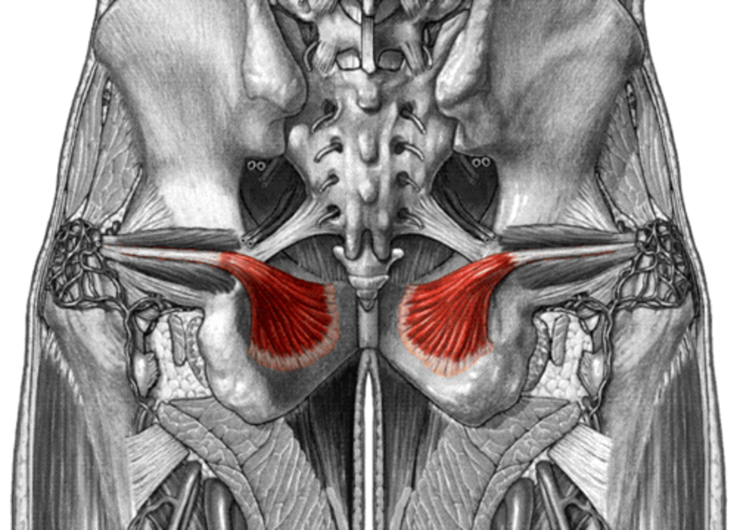 <p>origin: internal surface of the obturator foramen<br>insertion: femur, greater trochanter<br>action: lateral rotation at hip</p>