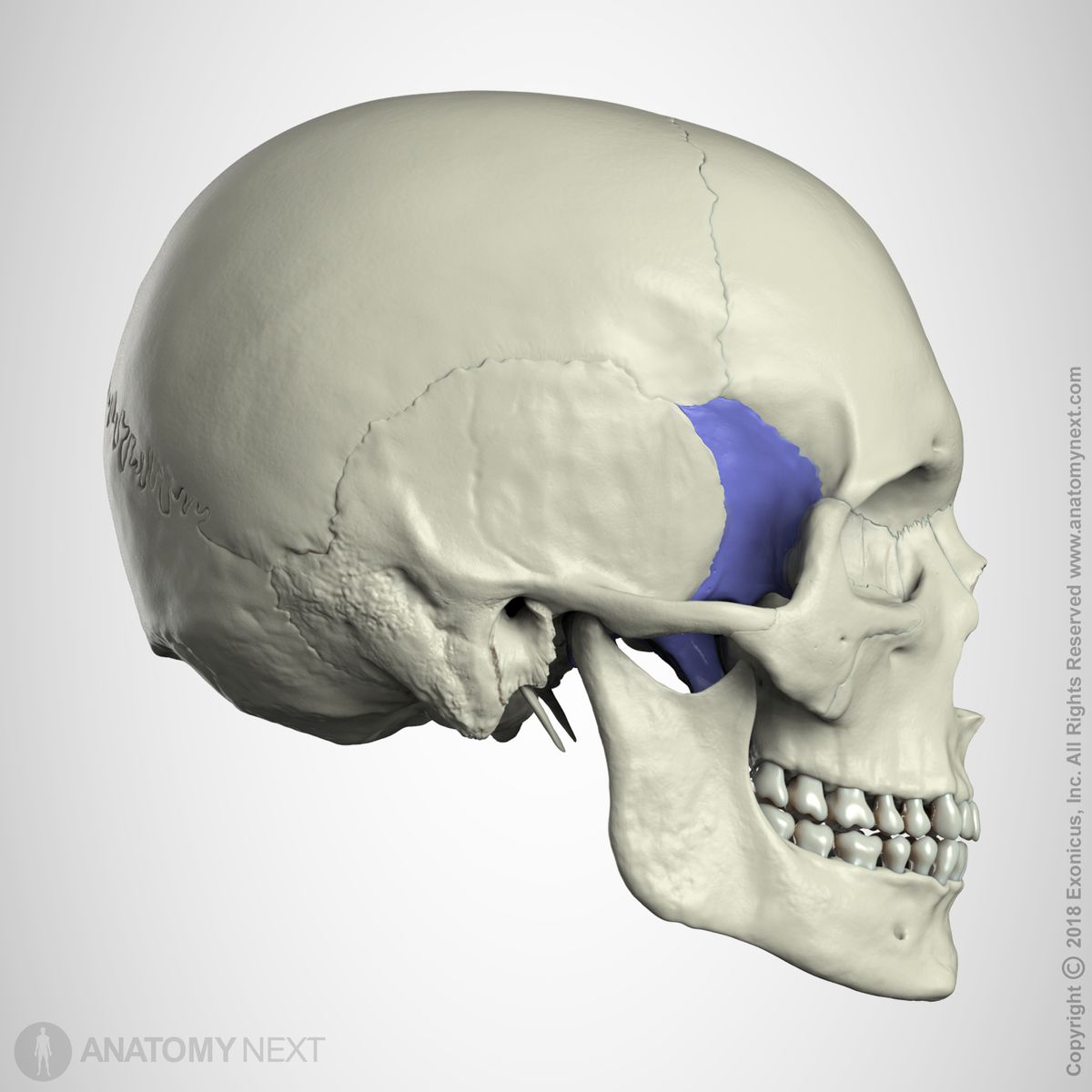 <p>Skull Bone:</p>