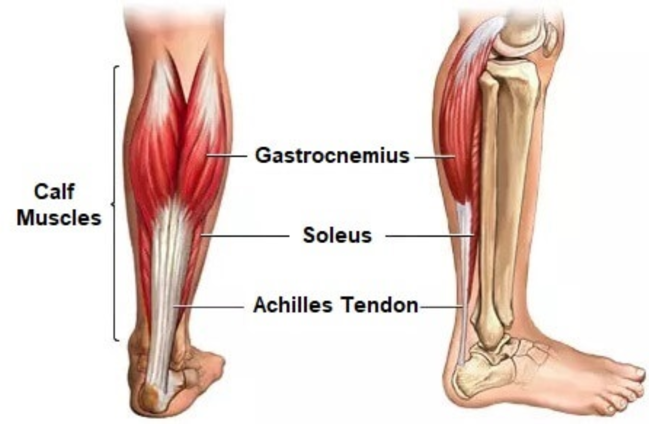 <p>Plantar flexion of the foot and ankle</p>