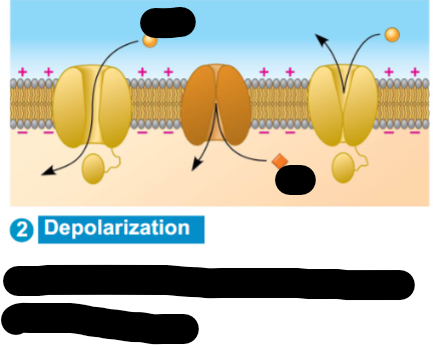 <p>What is happening at the depolarization stage?</p>