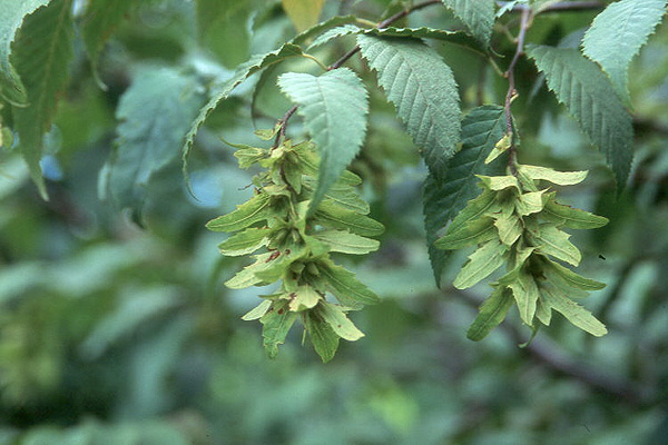 <p>papery clustered 3 lobed samaras + 1.5 inch catkins</p>