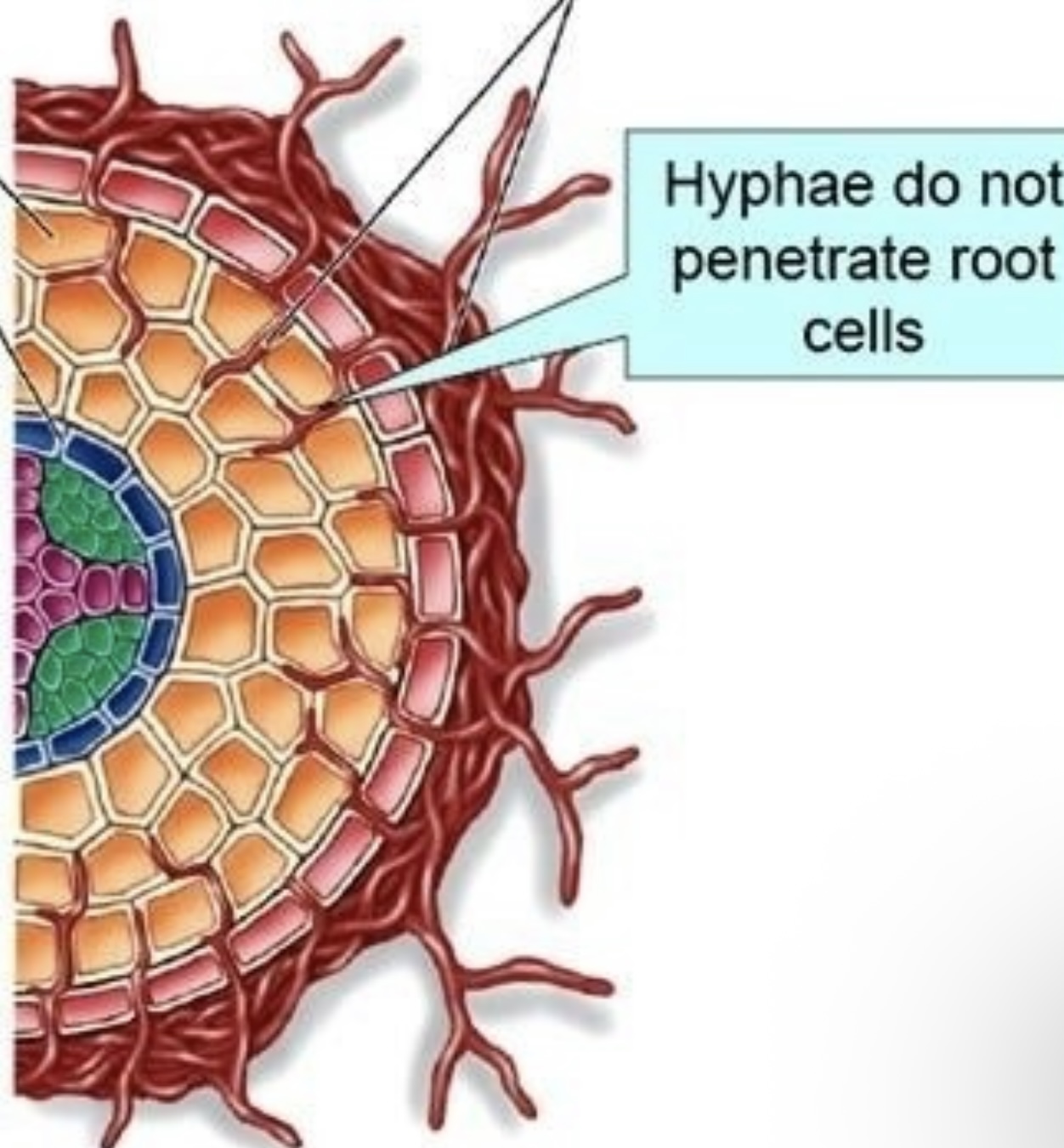 <p>grow hyphae around the outside of the plant roots and do not penetrate root cells.</p>