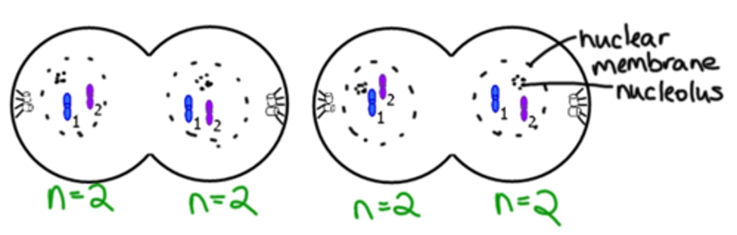 <p>Cleavage furrow forms and cytokinesis occurs (one cell "pinches" into two)</p>