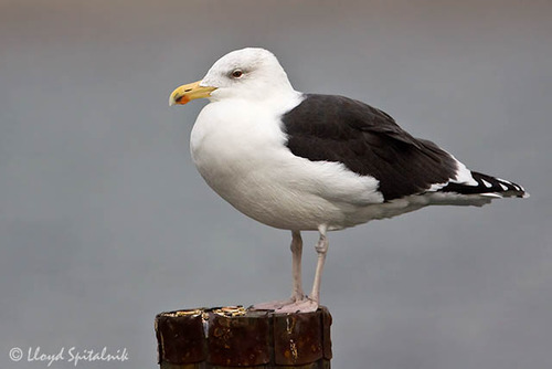 <p>Larus marinus</p>